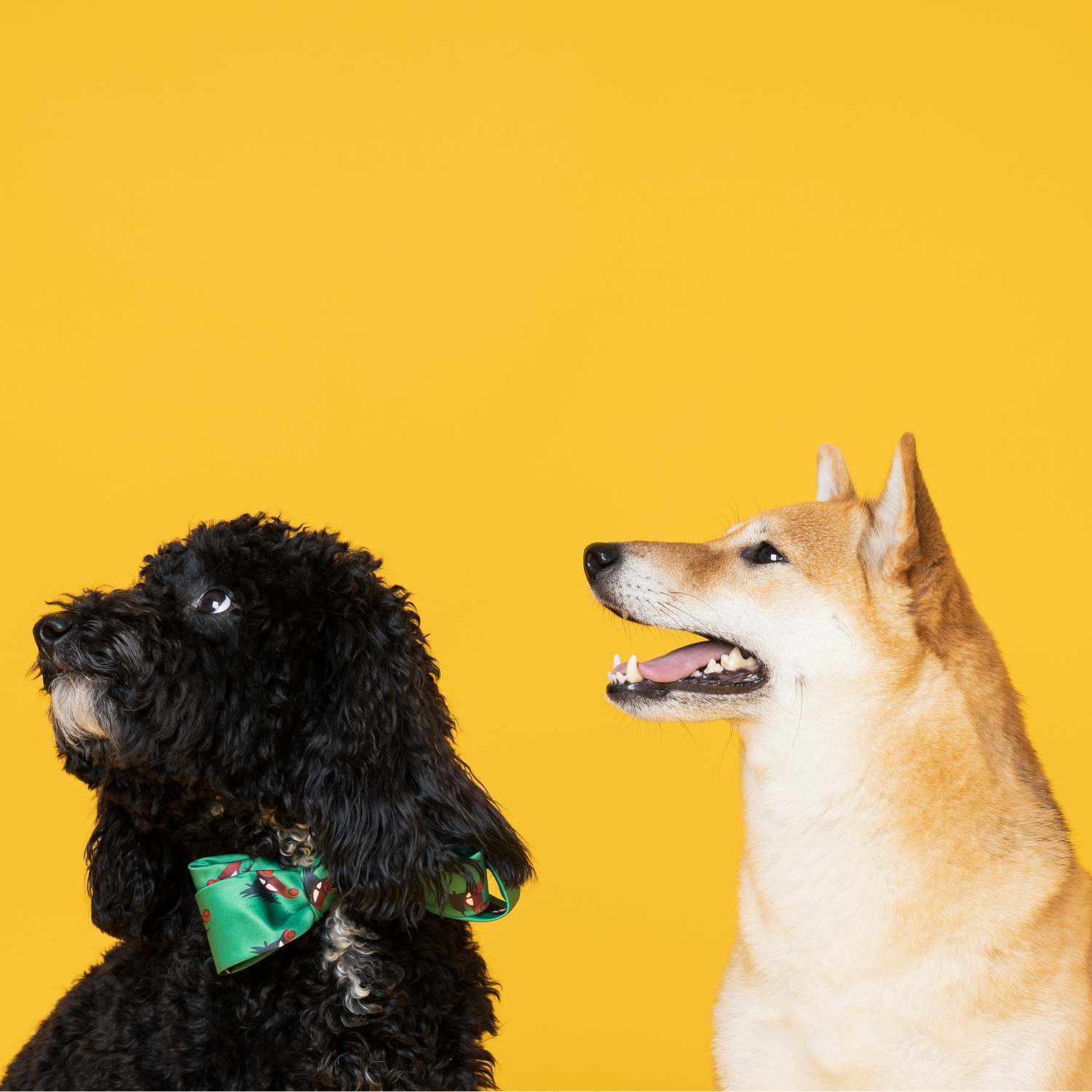 Pet care